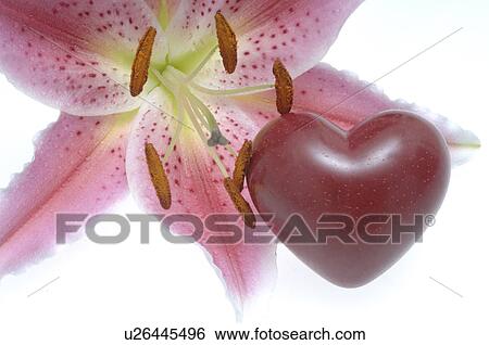 Stock Photograph - Blossom and a dark red heart. Fotosearch