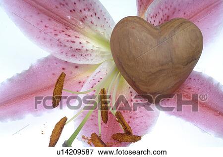 Stock Photo - Blossom and heart. Fotosearch