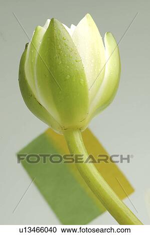 Blossom of a white water lily View Large Photo Image Stock Image - Blossom of a white water lily. Fotosearch