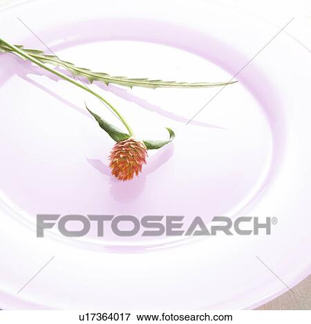 Stock Photo - Blossom on a pink plate. Fotosearch