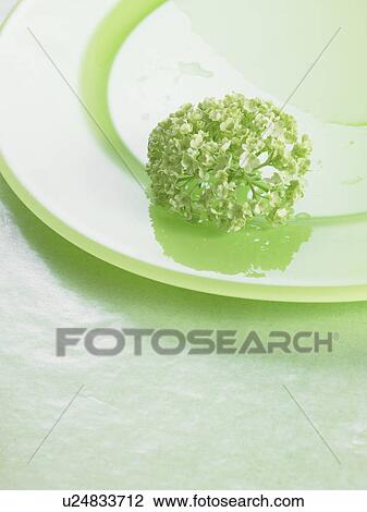 Stock Image - Blossoms on a green plate. Fotosearch