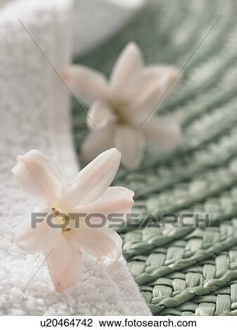 Blossoms on a towel View Large Photo Image Stock Image - Blossoms on a towel. Fotosearch
