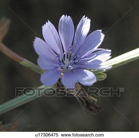 Stock Photography - Blue blossom. Fotosearch