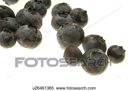 Blueberry View Large Photo Image Stock Photography - Blueberry. Fotosearch