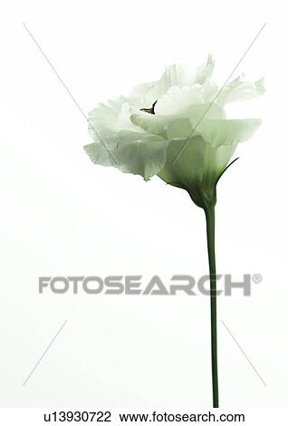 Stock Image - Bumble bee in a eustoma blossom. Fotosearch