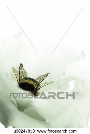 Stock Image - Bumble bee in a eustoma blossom. Fotosearch