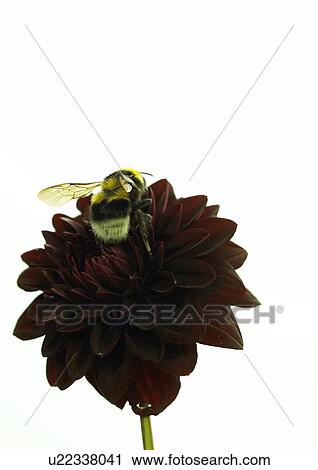 Stock Image - Bumble bee on a dahlia blossom. Fotosearch
