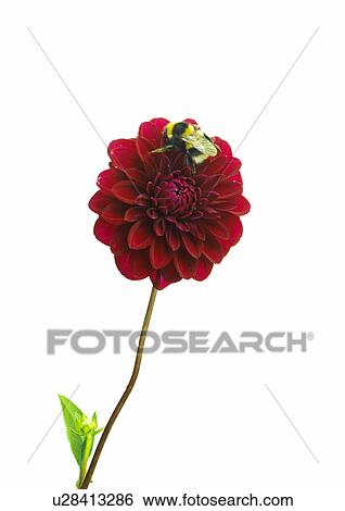 Stock Photograph - Bumble bee on a dahlia blossom. Fotosearch