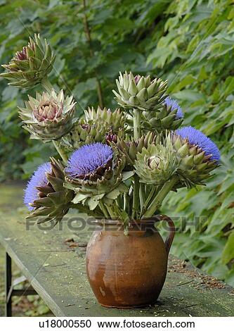 Stock Image - Bunch of artichoke flowers. Fotosearch