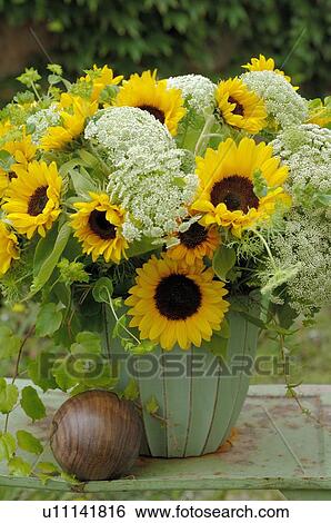 Stock Photograph - Bunch of sunflowers and ammi. Fotosearch