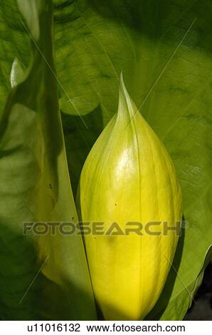 Stock Image - Burgeon of a plant. Fotosearch