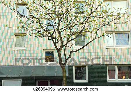 Burgeoning tree in front of apartment block View Large Photo Image Stock Photography - Burgeoning tree in front of apartment block. Fotosearch