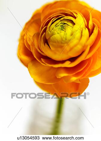 Buttercup flowerclose-up View Large Photo Image Stock Image - Buttercup flowerclose-up. Fotosearch