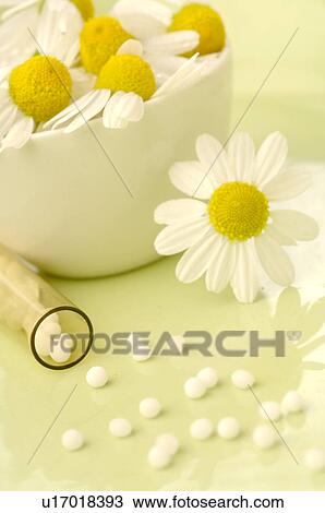 Camomile blossoms and globules View Large Photo Image Stock Image - Camomile blossoms and globules. Fotosearch
