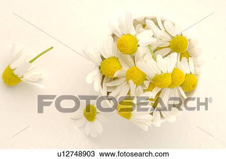 Stock Image - Camomile blossoms in a white bowl. Fotosearch