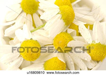 Camomile blossoms View Large Photo Image Stock Image - Camomile blossoms. Fotosearch