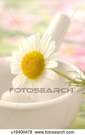 Camomile in a motar View Large Photo Image Stock Photo - Camomile in a motar. Fotosearch