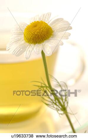 Stock Photo - Camomile tea with a blossom. Fotosearch