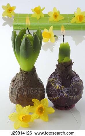 Candle in amaryllis form View Large Photo Image Stock Photograph - Candle in amaryllis form. Fotosearch
