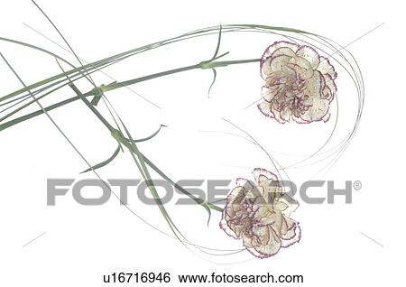 Stock Photograph - Carnations forming a heart. Fotosearch