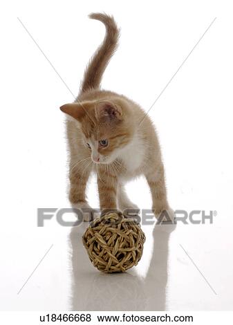 Stock Photo - Cat playing with a bast fibre ball. Fotosearch