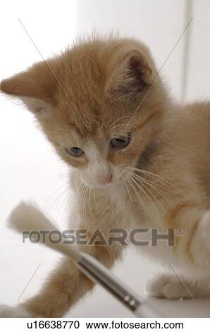 Stock Image - Cat playing with a brush. Fotosearch