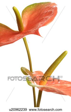 Close up anthurium View Large Photo Image Stock Photo - Close up anthurium. Fotosearch