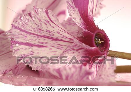 Close Up cyclamen blossom View Large Photo Image Stock Photography - Close Up cyclamen blossom. Fotosearch