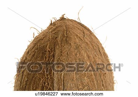 Coconut View Large Photo Image Stock Photo - Coconut. Fotosearch