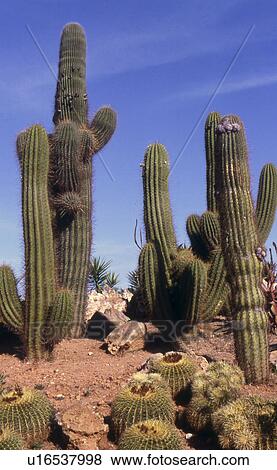 Stock Photo - Column cacti in mediterranean garden. Fotosearch