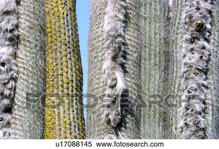 Stock Photography - Column cacti. Fotosearch