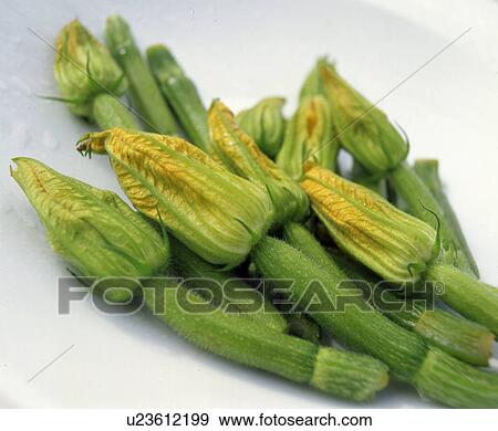 courgette blooms View Large Photo Image Stock Photo - courgette blooms. Fotosearch