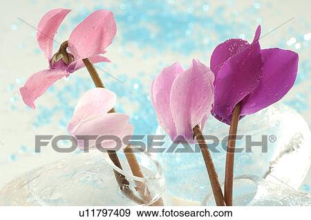 Cyclamen in a glass vase View Large Photo Image Stock Photo - Cyclamen in a glass vase. Fotosearch