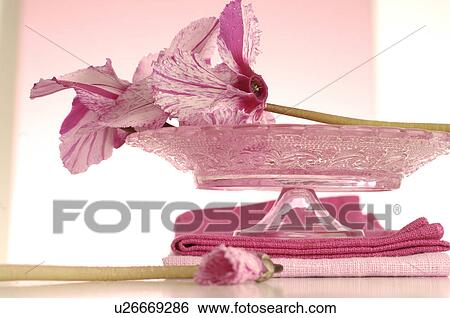 Stock Photograph - Cyclamen on a glass cake plate. Fotosearch