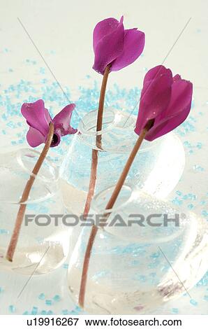 Stock Photo - Cyclamens in glass vases. Fotosearch