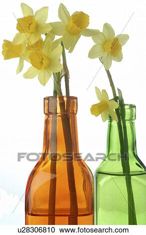 daffodils in coloured glass bottles View Large Photo Image Stock Image - daffodils in coloured glass bottles. Fotosearch