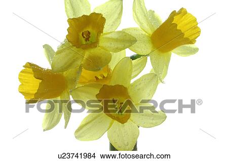 Picture - daffodils in full blossom. Fotosearch