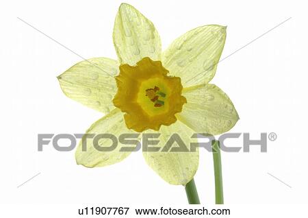 Stock Photo - daffodils in full blossom. Fotosearch