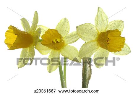 Stock Photo - daffodils in full blossom. Fotosearch