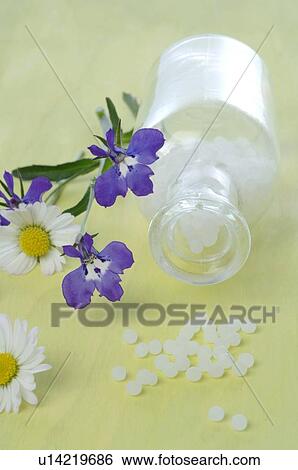 Stock Photograph - Daisy, globules and edging lobelia. Fotosearch