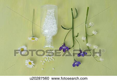 Daisy, globules, lily of the valley and edging lobelia View Large Photo Image Stock Image - Daisy, globules, lily of the valley and edging lobelia. Fotosearch