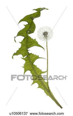 Stock Photo - dandelion, blowball. Fotosearch