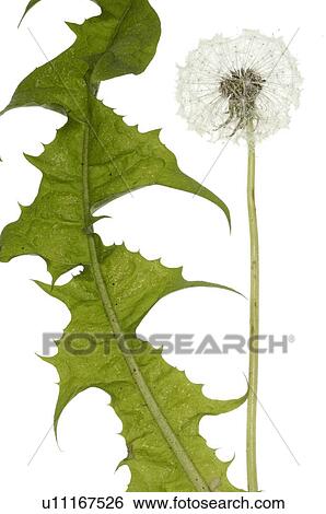 Stock Photograph - dandelion, blowball. Fotosearch