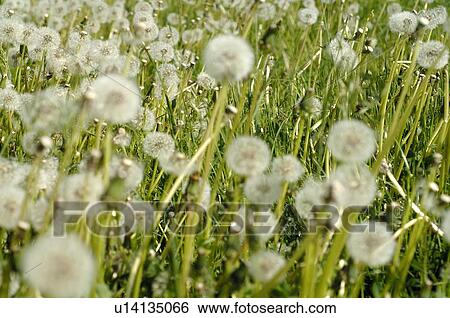 Dandelion meadow View Large Photo Image Stock Photograph - Dandelion meadow. Fotosearch