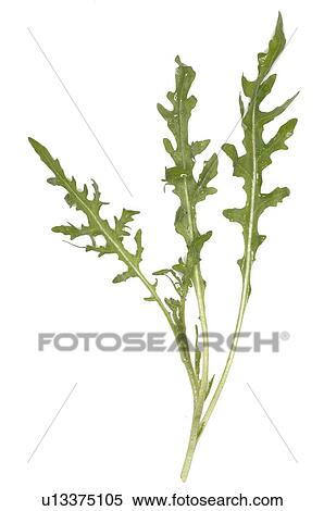 Stock Photography - dandelion. Fotosearch