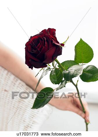Stock Image - Dark red rose. Fotosearch