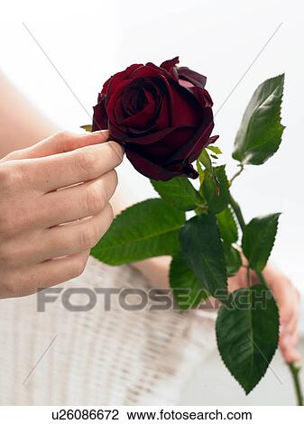 Dark red rose View Large Photo Image Stock Image - Dark red rose. Fotosearch
