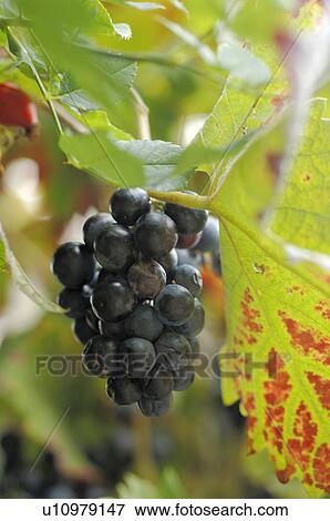Dark vine View Large Photo Image Stock Photo - Dark vine. Fotosearch