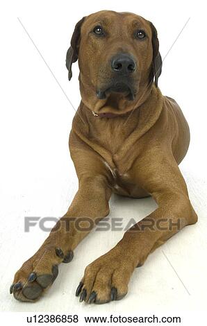 Stock Photo - Dog lying on floor. Fotosearch
