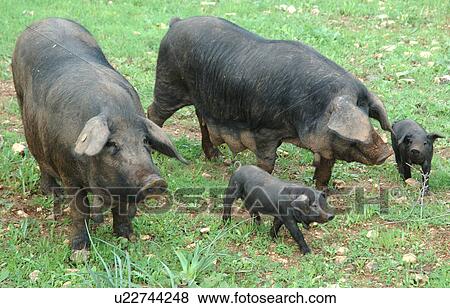 Stock Photo - Domestic pig family. Fotosearch